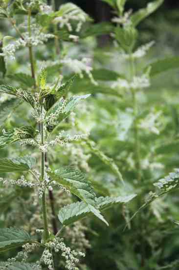 Stinging nettle in the seed stage has increasing levels of silica.